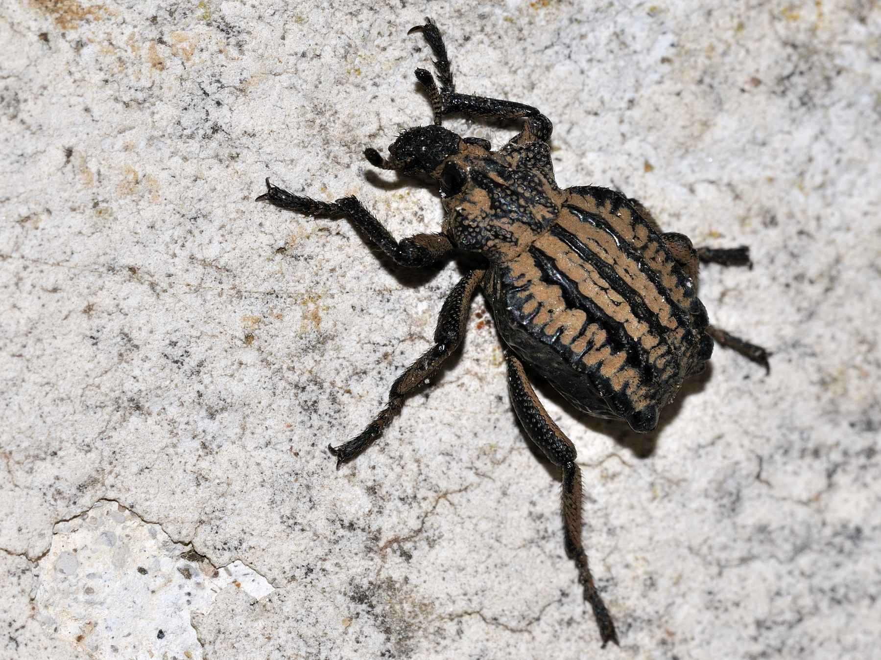 2 Brachycerus diversi